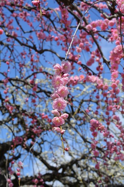 f:id:gzutetsu:20140308115759j:image f:id:gzutetsu:20140308115759j:image
