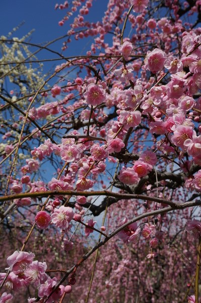 f:id:gzutetsu:20140308115822j:image f:id:gzutetsu:20140308115822j:image