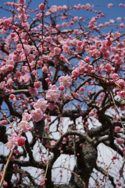 f:id:gzutetsu:20140308120053j:image f:id:gzutetsu:20140308120053j:image