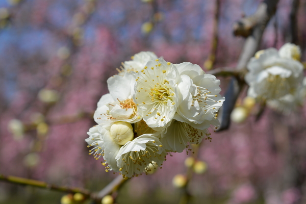 f:id:gzutetsu:20140308120113j:image f:id:gzutetsu:20140308120113j:image