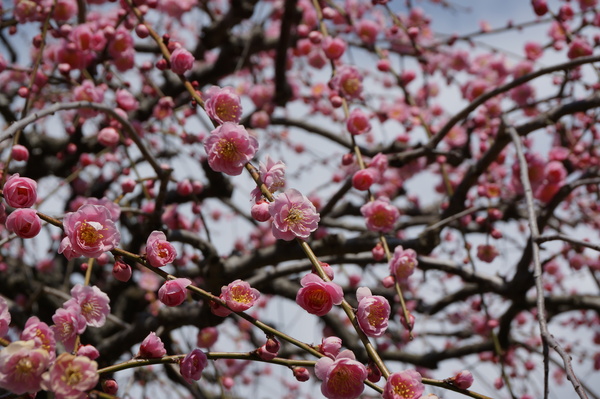 f:id:gzutetsu:20140308120134j:image f:id:gzutetsu:20140308120134j:image