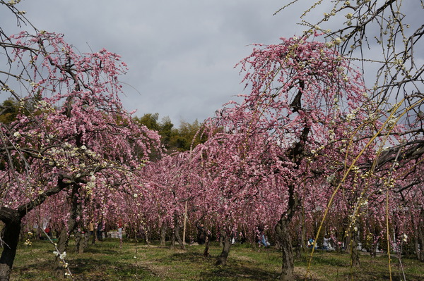f:id:gzutetsu:20140308120152j:image f:id:gzutetsu:20140308120152j:image