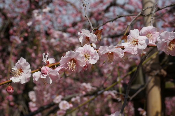 f:id:gzutetsu:20140308120229j:image f:id:gzutetsu:20140308120229j:image