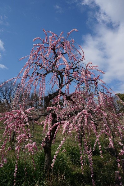 f:id:gzutetsu:20140308120301j:image f:id:gzutetsu:20140308120301j:image