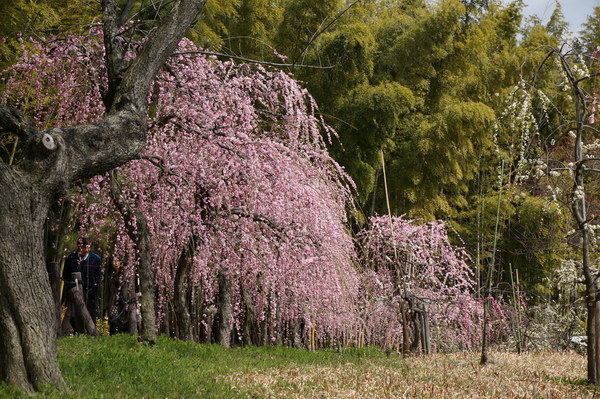 f:id:gzutetsu:20140308121217j:image f:id:gzutetsu:20140308121217j:image