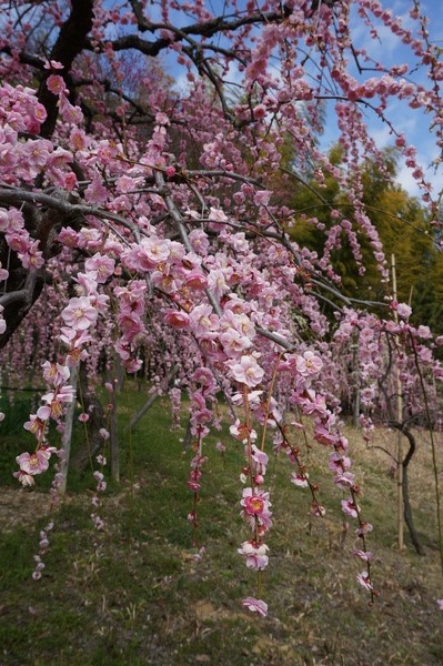 f:id:gzutetsu:20140308121405j:image f:id:gzutetsu:20140308121405j:image
