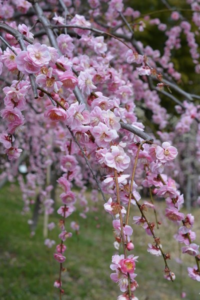 f:id:gzutetsu:20140308121542j:image f:id:gzutetsu:20140308121542j:image