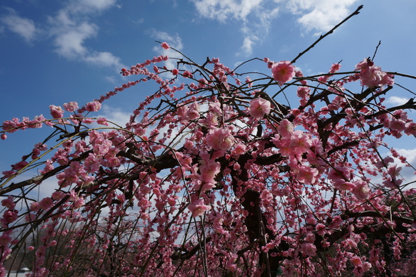 f:id:gzutetsu:20140308123107j:image f:id:gzutetsu:20140308123107j:image