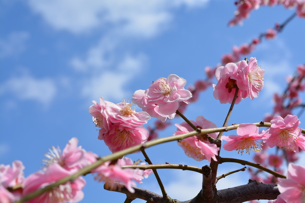 f:id:gzutetsu:20140308123249j:image f:id:gzutetsu:20140308123249j:image