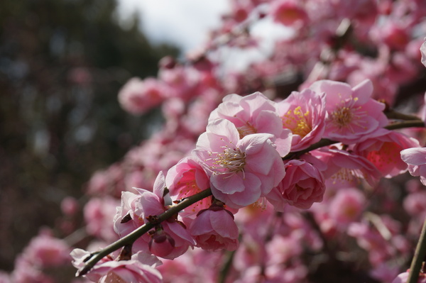 f:id:gzutetsu:20140308123318j:image f:id:gzutetsu:20140308123318j:image