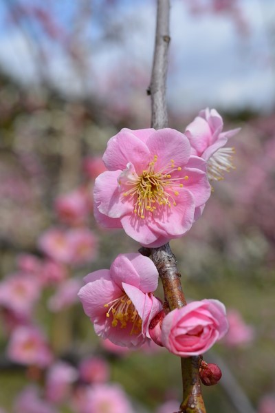 f:id:gzutetsu:20140308123703j:image f:id:gzutetsu:20140308123703j:image
