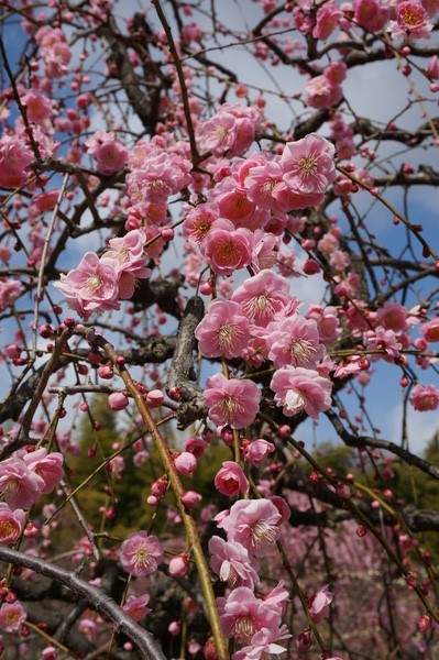 f:id:gzutetsu:20140308123809j:image f:id:gzutetsu:20140308123809j:image