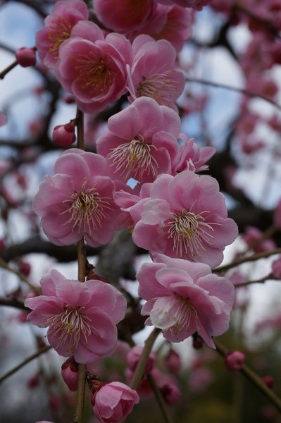 f:id:gzutetsu:20140308123827j:image f:id:gzutetsu:20140308123827j:image
