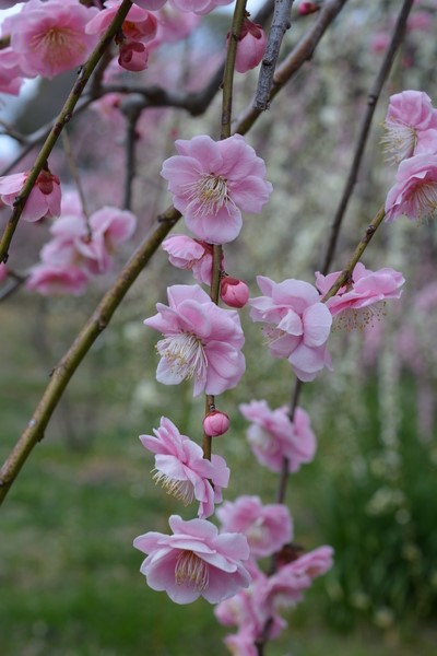f:id:gzutetsu:20140308123831j:image f:id:gzutetsu:20140308123831j:image