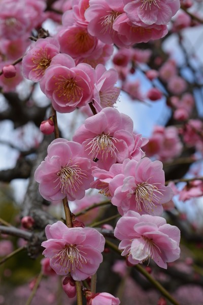 f:id:gzutetsu:20140308123907j:image f:id:gzutetsu:20140308123907j:image