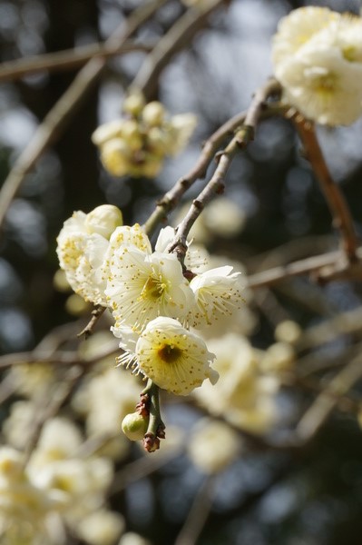 f:id:gzutetsu:20140308123953j:image f:id:gzutetsu:20140308123953j:image