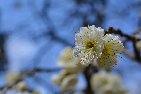 f:id:gzutetsu:20140308124220j:image f:id:gzutetsu:20140308124220j:image
