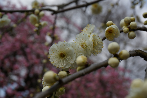 f:id:gzutetsu:20140308124252j:image f:id:gzutetsu:20140308124252j:image