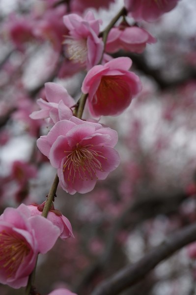 f:id:gzutetsu:20140308124316j:image f:id:gzutetsu:20140308124316j:image