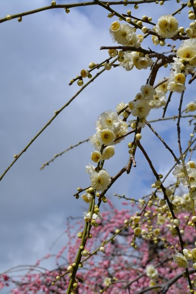 f:id:gzutetsu:20140308124341j:image f:id:gzutetsu:20140308124341j:image