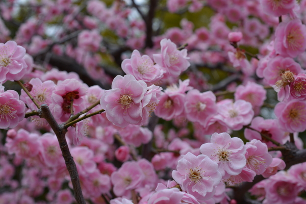 f:id:gzutetsu:20140308125742j:image f:id:gzutetsu:20140308125742j:image