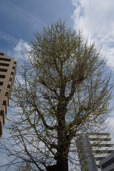 f:id:gzutetsu:20140403100933j:image