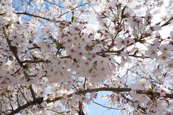 f:id:gzutetsu:20140405115358j:image