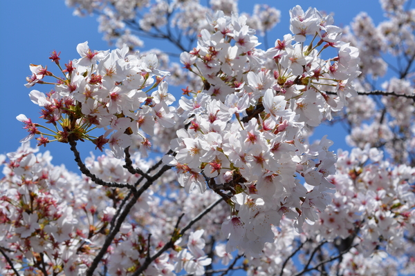 f:id:gzutetsu:20140405122039j:image