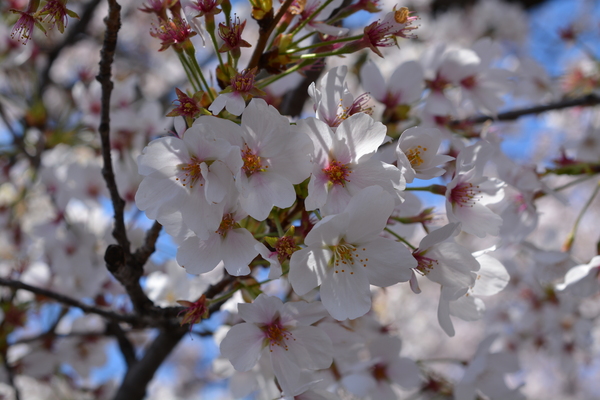 f:id:gzutetsu:20140405122302j:image