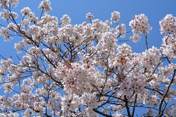 f:id:gzutetsu:20140405122340j:image