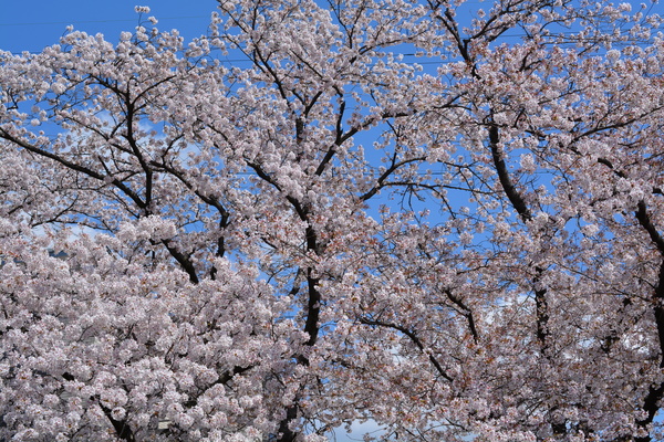 f:id:gzutetsu:20140405122723j:image