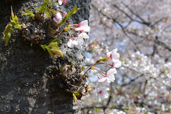 f:id:gzutetsu:20140405135155j:image