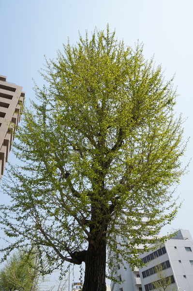 f:id:gzutetsu:20140410102439j:image