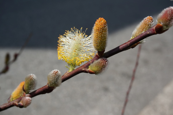 f:id:gzutetsu:20140411131935j:image