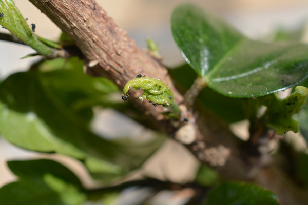 f:id:gzutetsu:20140413094242j:image