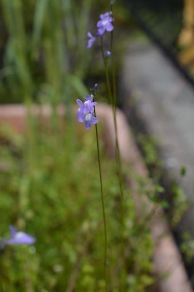 f:id:gzutetsu:20140413094756j:image