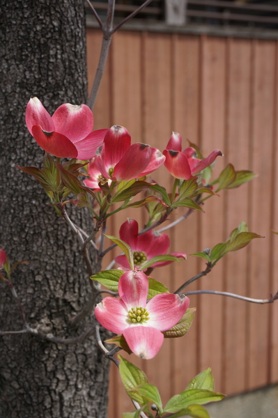 f:id:gzutetsu:20140416105733j:image