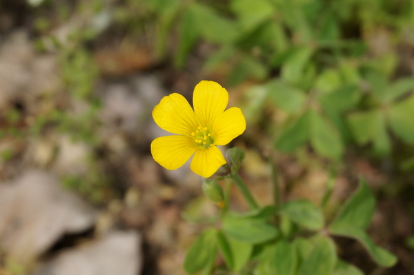 f:id:gzutetsu:20140416110754j:image