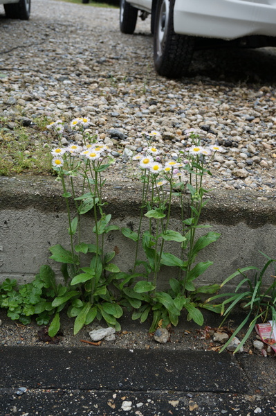 f:id:gzutetsu:20140505145928j:image