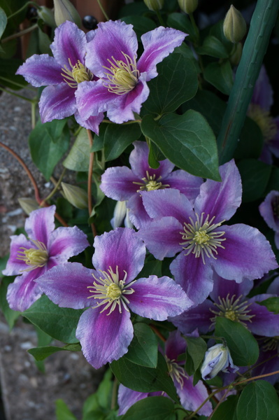 f:id:gzutetsu:20140517165850j:image
