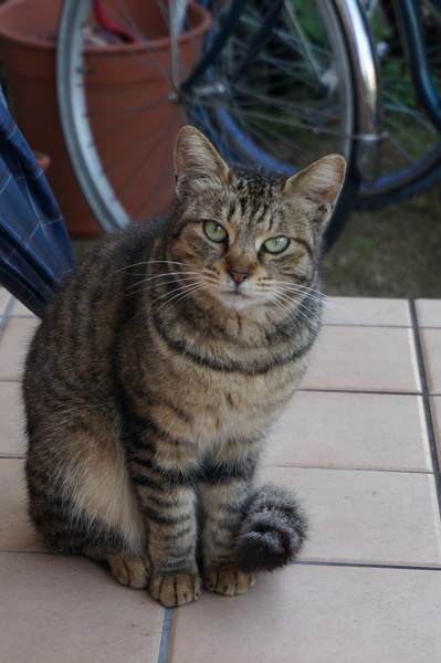 f:id:gzutetsu:20140527062748j:image f:id:gzutetsu:20140527062748j:image