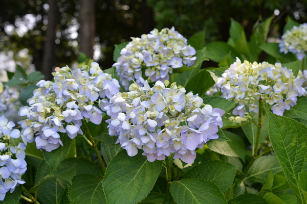 f:id:gzutetsu:20140531133051j:image