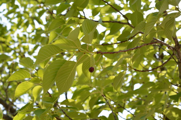 f:id:gzutetsu:20140531135044j:image