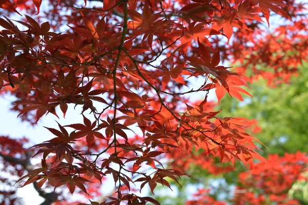 f:id:gzutetsu:20140531143024j:image