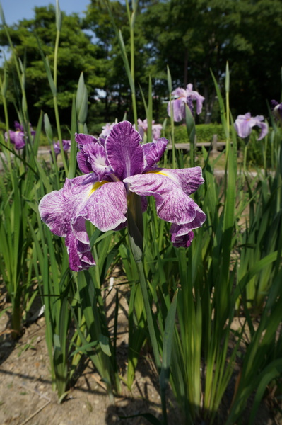 f:id:gzutetsu:20140531143204j:image