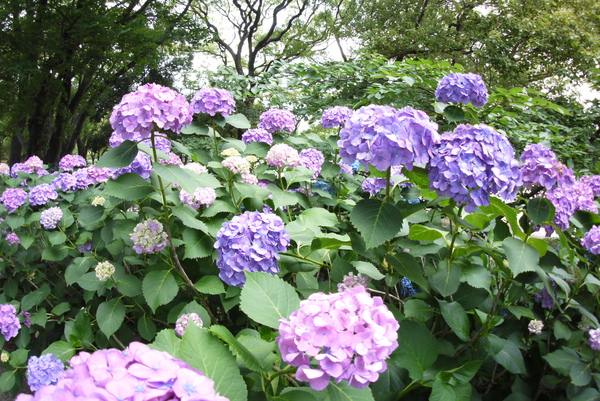 f:id:gzutetsu:20140614131128j:image