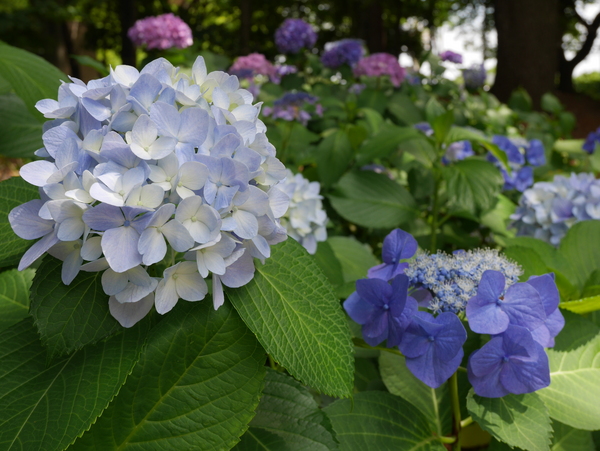 f:id:gzutetsu:20140614132422j:image