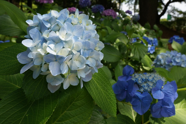 f:id:gzutetsu:20140614132946j:image