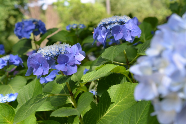 f:id:gzutetsu:20140614133134j:image