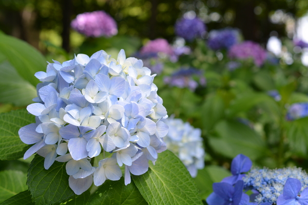 f:id:gzutetsu:20140614133154j:image